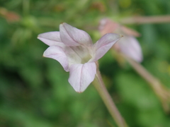 Nicotiana plumbaginifolia