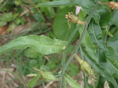 Nicotiana plumbaginifolia
