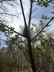 Malacosoma americana