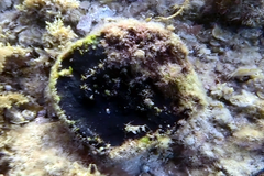 Psammocinia