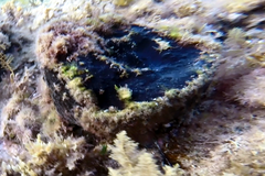 Psammocinia