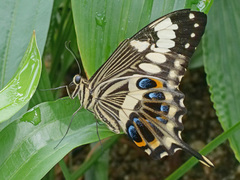 Papilio ophidicephalus