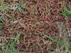 Euphorbia makinoi