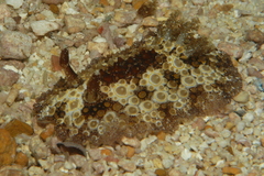 Carminodoris estrelyado