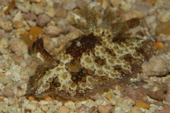 Carminodoris estrelyado