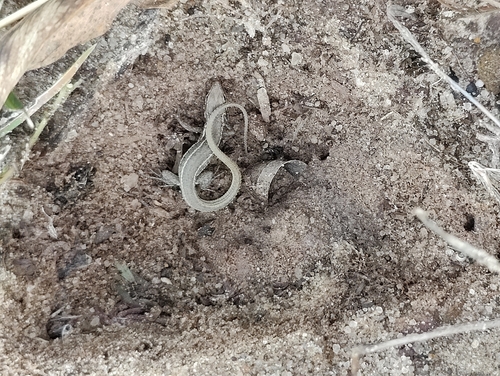 Kutch small-scaled snake-eye, Ophisops kutchensis