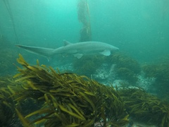 Notorynchus cepedianus