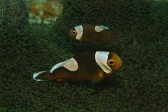 Amphiprion polymnus