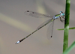 Lestes elatus