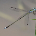 Asian Emerald Spreadwing - Photo (c) Shanelle Wikramanayake, some rights reserved (CC BY-NC), uploaded by Shanelle Wikramanayake