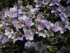 Veronica hookeriana