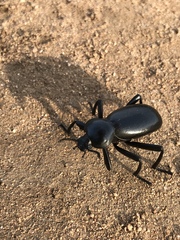 Eleodes grandicollis