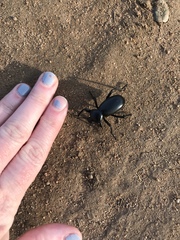 Eleodes grandicollis