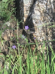 Pholistoma auritum auritum