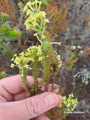 Image of Struthiola mundii by (c) Eugene Hahndiek, some rights reserved (CC BY-SA)