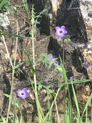 Pholistoma auritum auritum