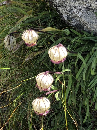 Silene nigrescens, 2023-09-15