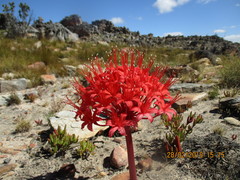 Brunsvigia marginata