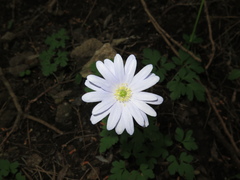 Anemonoides apennina