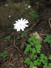 Anemonoides apennina