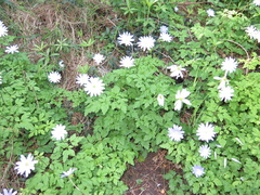 Anemonoides apennina