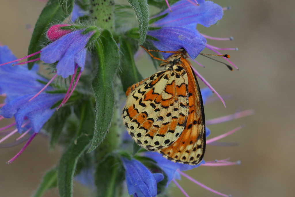 Melitaea sutschana