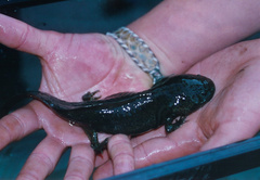 Ambystoma mexicanum