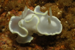 Glossodoris buko