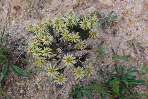Image of Flannel Bush (Phylica plumosa) by (c) Diana Studer, some rights reserved (CC BY)