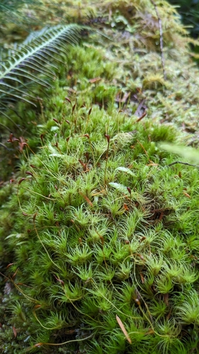 Image of Dusky Fork-Moss (Dicranum fuscescens) by (c) Jan Smith, some rights reserved (CC BY)