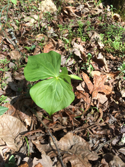 Trillium