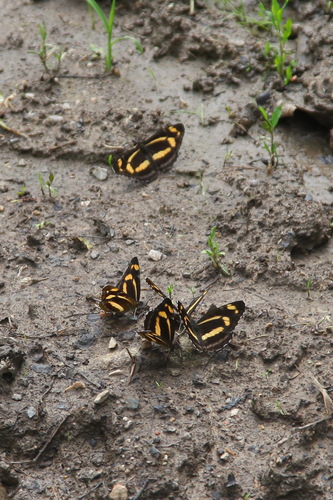 Korean yellow sailer