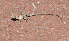 Ctenophorus maculatus