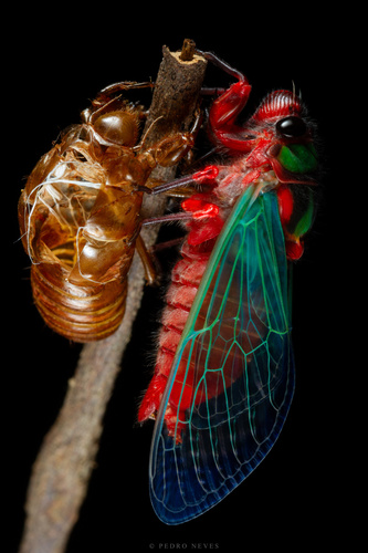 Colourful cicada photo 6