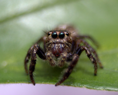 Salticidae