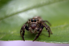 Salticidae
