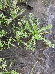 Matricaria