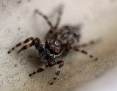 Salticidae