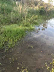 Matricaria