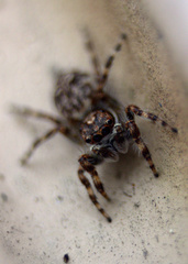 Salticidae
