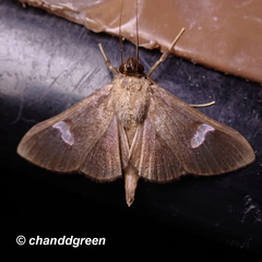 Nosophora