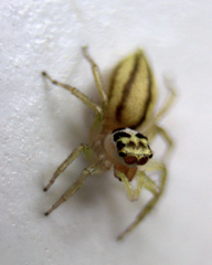 Phintelloides