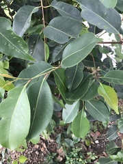Syzygium cumini