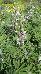 Lupinus palaestinus