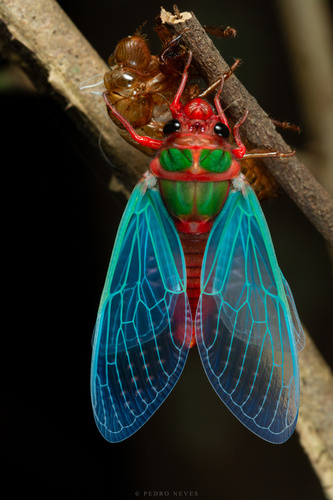 Colourful cicada photo 3