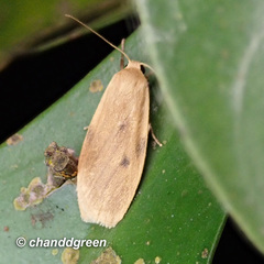 Paralithosia shaowuica