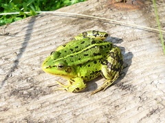 Pelophylax lessonae