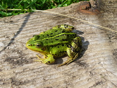 Pelophylax lessonae