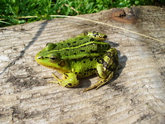 Pelophylax lessonae