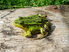 Pelophylax lessonae